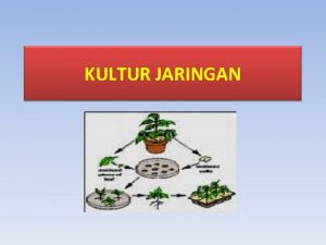 KULTUR JARINGAN PENGERTIAN Kultur Jaringan Tanaman merupakan Penanaman