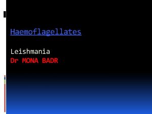 Haemoflagellates Leishmania Dr MONA BADR Different stages of