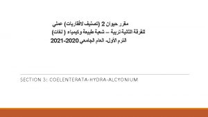 Characteristic Features of Phylum Coelenterata They are multicellular