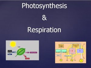 Photosynthesis Respiration Autotrophs and Heterotrophs All organisms require
