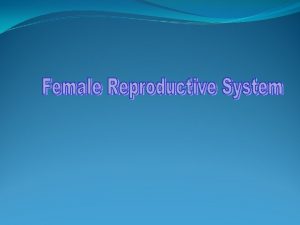 Primary sex organs of the female Female gonad