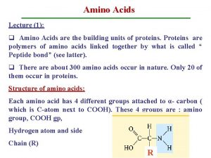 Amino Acids Lecture 1 q Amino Acids are