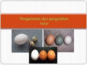 Pengelolaan dan pengolahan telur Telur adalah ovum yang