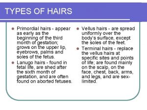 TYPES OF HAIRS Primordial hairs appear l Vellus