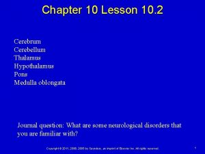 Chapter 10 Lesson 10 2 Cerebrum Cerebellum Thalamus