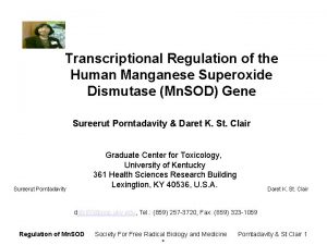 Transcriptional Regulation of the Human Manganese Superoxide Dismutase