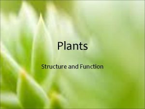 Plants Structure and Function Plants An Overview Have