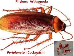 Phylum Arthropoda Periplaneta Cockroach Phylum ARTHROPODA Phylum Arthropoda