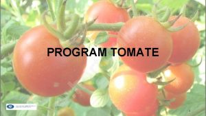 PROGRAM TOMATE 1 2 CONSUMUL PE LOCUITOR PRODUCIA