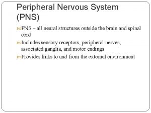 Peripheral Nervous System PNS PNS all neural structures