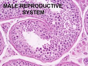 MALE REPRODUCTIVE SYSTEM MALE REPRODUCTIVE SYSTEM TO REVIEW