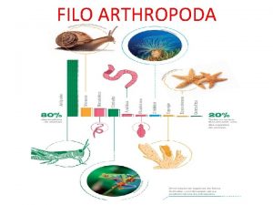 FILO ARTHROPODA FILO ARTHROPODA CLASSES Insetos Insecta Aracndeos