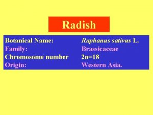 Radish Botanical Name Family Chromosome number Origin Raphanus