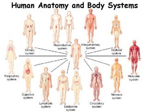 Human Anatomy and Body Systems Review Levels of