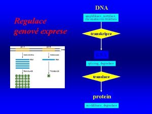 DNA Regulace genov exprese amplifikace metylace chromatinov struktura