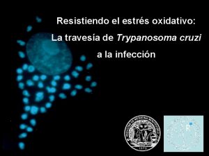 Resistiendo el estrs oxidativo La travesa de Trypanosoma