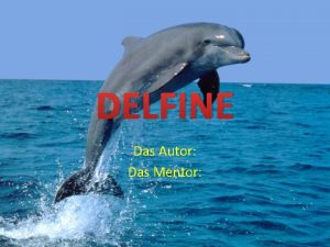 DELFINE Das Autor Das Mentor Delfine haben die