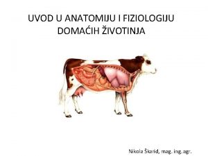 UVOD U ANATOMIJU I FIZIOLOGIJU DOMAIH IVOTINJA Nikola