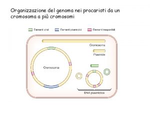 Organizzazione del genoma nei procarioti da un cromosoma