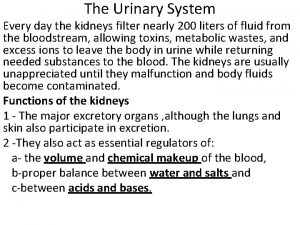 The Urinary System Every day the kidneys filter