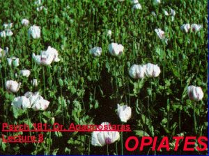 Psych 181 Dr Anagnostaras Lecture 8 OPIATES Opioids