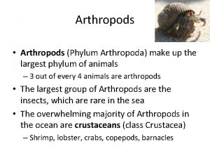 Arthropods Arthropods Phylum Arthropoda make up the largest