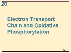 20 Electron Transport Chain and Oxidative Phosphorylation 20