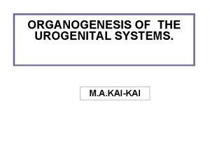 ORGANOGENESIS OF THE UROGENITAL SYSTEMS M A KAIKAI