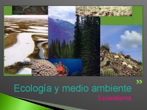 Ecologa y medio ambiente Ecosistema Definicin Un ecosistema