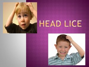 Properly called Pediculus humanus capitis head lice are
