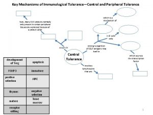 Key Mechanisms of Immunological ToleranceCentral and Peripheral Tolerance