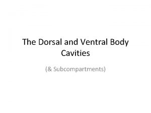 The Dorsal and Ventral Body Cavities Subcompartments The