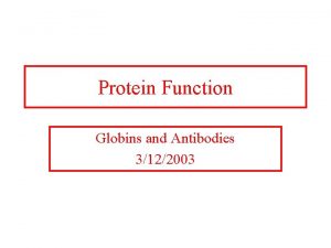 Protein Function Globins and Antibodies 3122003 Quaternary structure