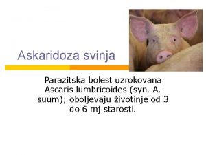 Askaridoza svinja Parazitska bolest uzrokovana Ascaris lumbricoides syn