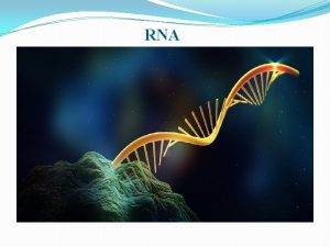RNA RIBONUCLEIC ACID Ribonucleic acid is a nucleic