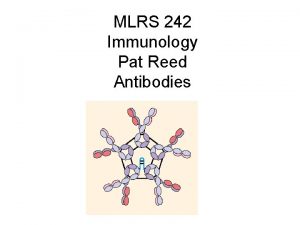 MLRS 242 Immunology Pat Reed Antibodies Serum proteins