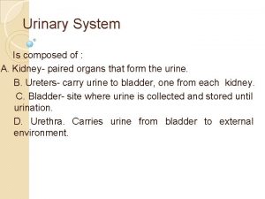 Urinary System Is composed of A Kidney paired