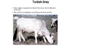 Turkish Grey Main region especially in South Marmara