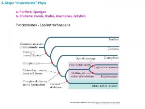 5 Major Invertebrate Phyla a Porifera Sponges b