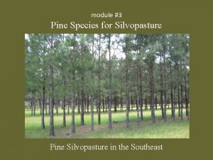 module 3 Pine Species for Silvopasture Pine Silvopasture