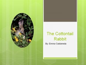 The Cottontail Rabbit By Emma Castaneda Cottontail rabbit