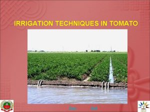 IRRIGATION TECHNIQUES IN TOMATO Next End INTRODUCTION Tomato