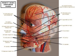 Modell 21 venstre anterolateralt muskler M orbicularis oculi