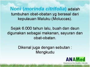 Noni morinda citrifolia adalah tumbuhan obatobatan yg berasal