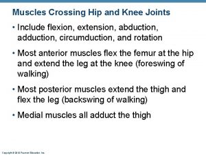 Muscles Crossing Hip and Knee Joints Include flexion