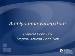 Amblyomma variegatum Tropical Bont Tick Tropical African Bont