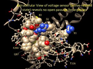 Extracellular View of voltage sensor activerelaxed state reveals