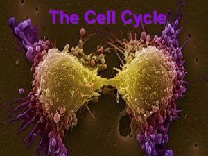 The Cell Cycle Tennessee State Standards Addressed Grade