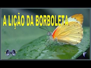 A borboleta se esforava para fazer com que