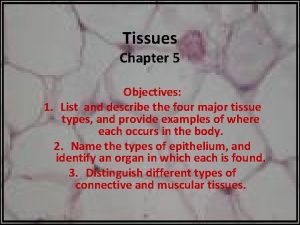 Tissues Chapter 5 Objectives 1 List and describe